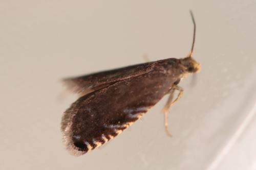 Réf. 323 373 : Pammene germmana